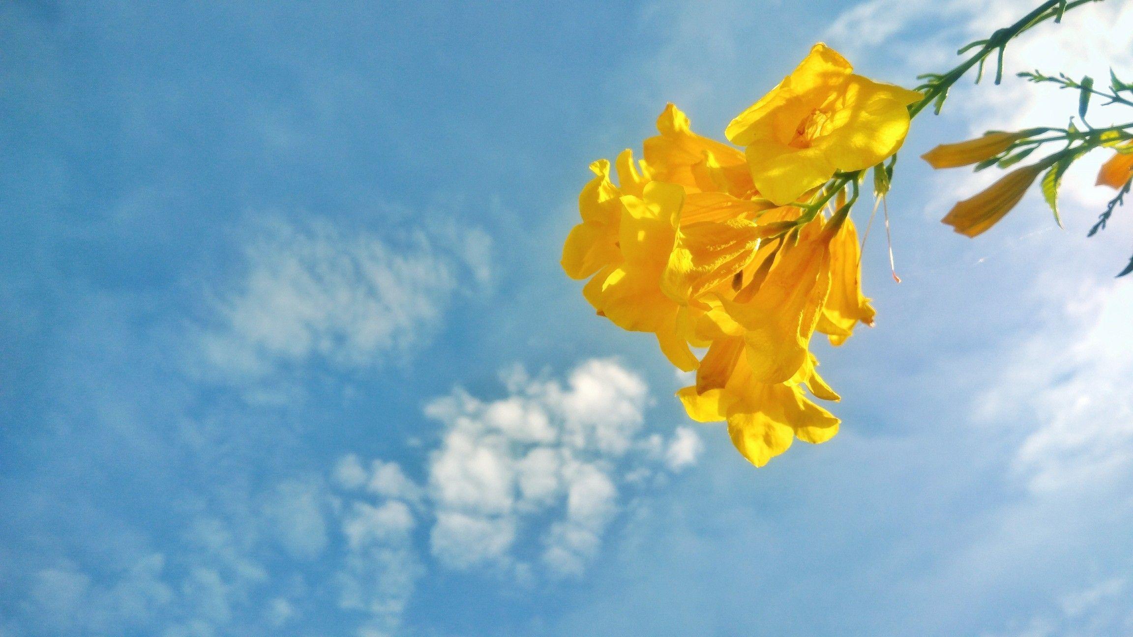 Cloud Yellow Flower Logo - Yellow flowers with blue sky and clouds background | Flowers ...