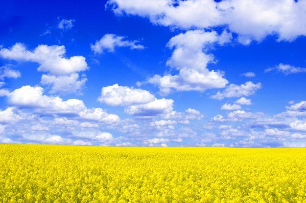 Cloud Yellow Flower Logo - Field with yellow flowers and clouds Photo | Free Download