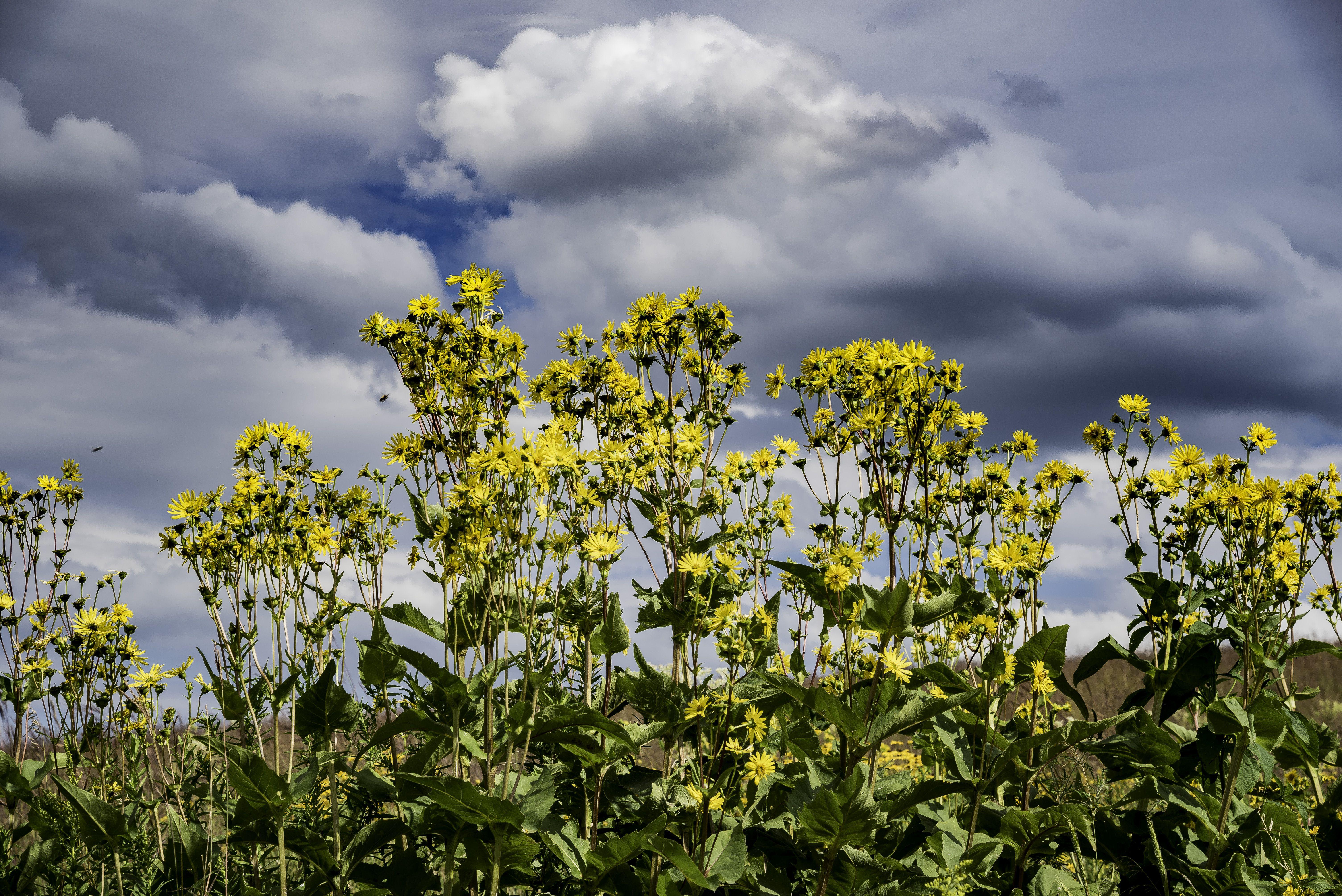 Cloud Yellow Flower Logo - Yellow Flowers under the Clouds image - Free stock photo - Public ...