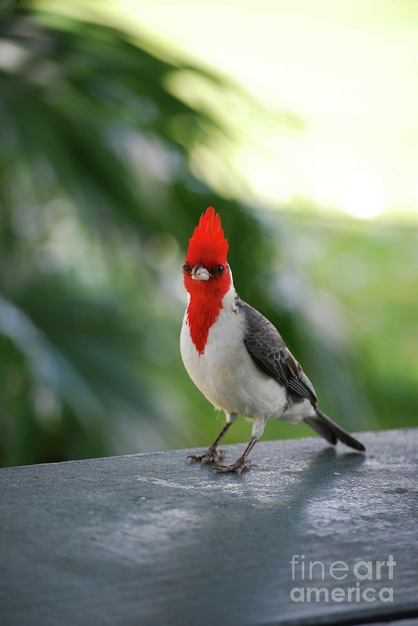 Standing Red Bird Logo - Red Crested Cardinal Bird Standing On A Railing Photograph by DejaVu ...
