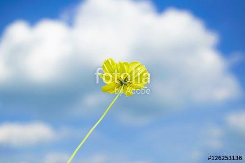 Cloud Yellow Flower Logo - Yellow flower and white cloud sky background