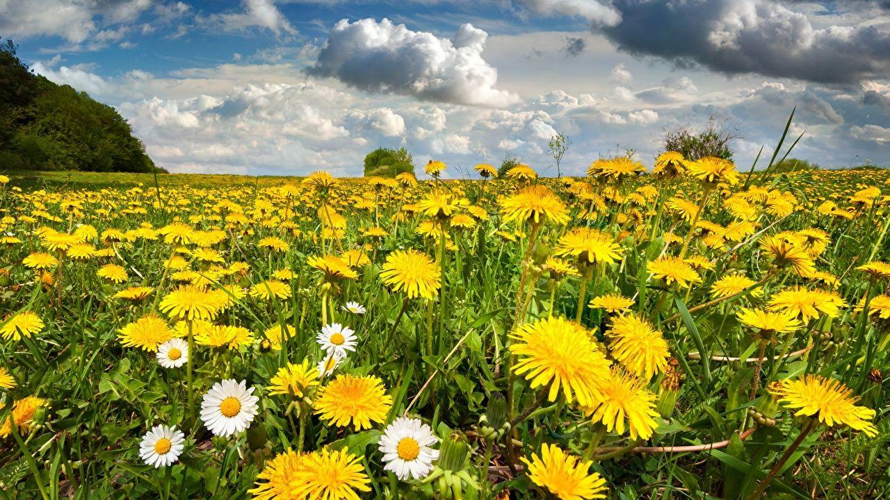 Cloud Yellow Flower Logo - Photos Nature Yellow Meadow Flowers Taraxacum Many Clouds