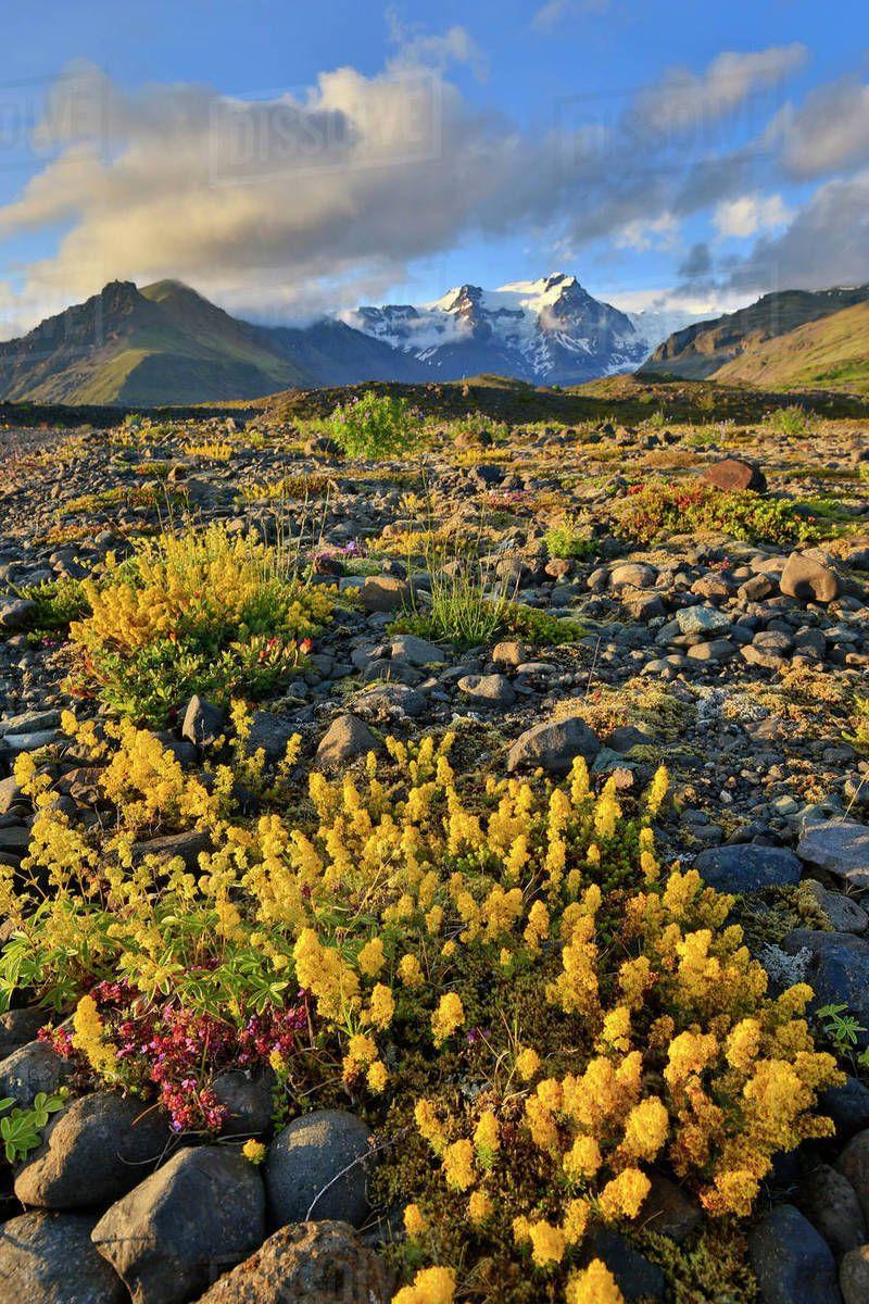 Cloud Yellow Flower Logo - Rocks and yellow flowers with clouds and snowy mountains in distance ...