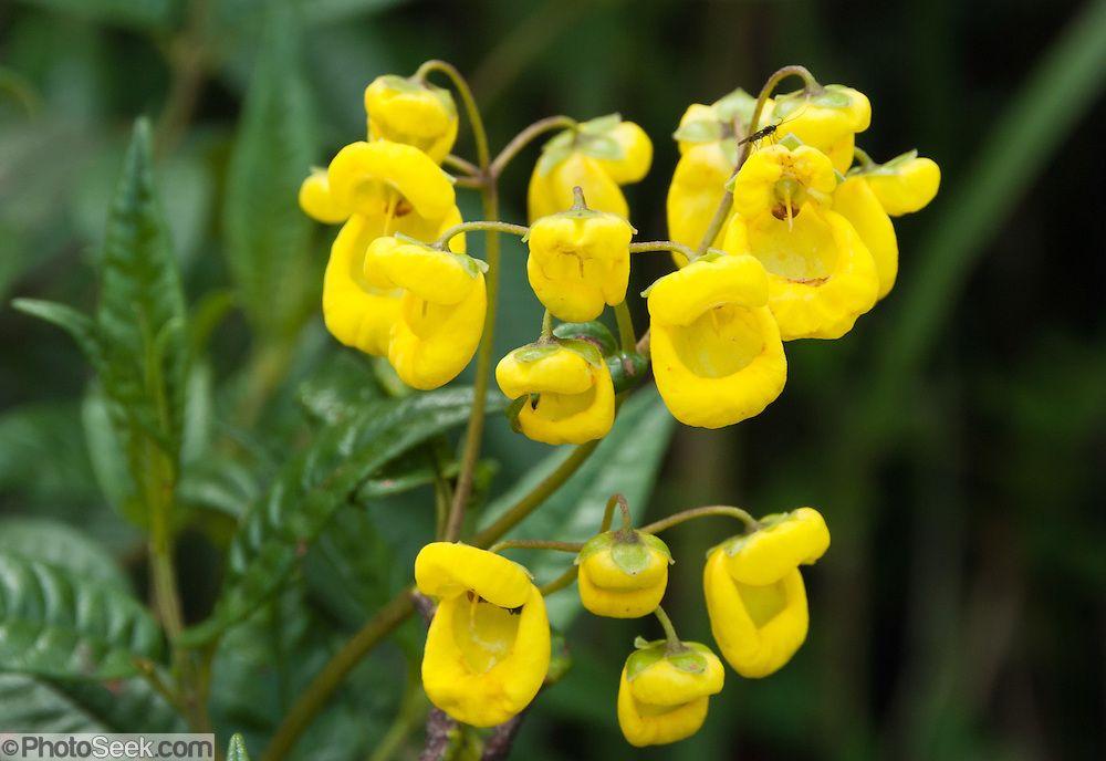 Cloud Yellow Flower Logo - Yellow Calceolariaceae flowers / Lady's purse / Slipper flower ...