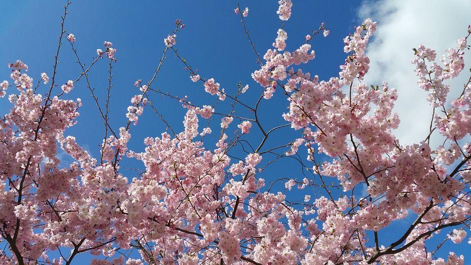 Cloud Yellow Flower Logo - Free photo Yellow Flower Tree Cloud Blue Sky Flowers Nature - Max Pixel
