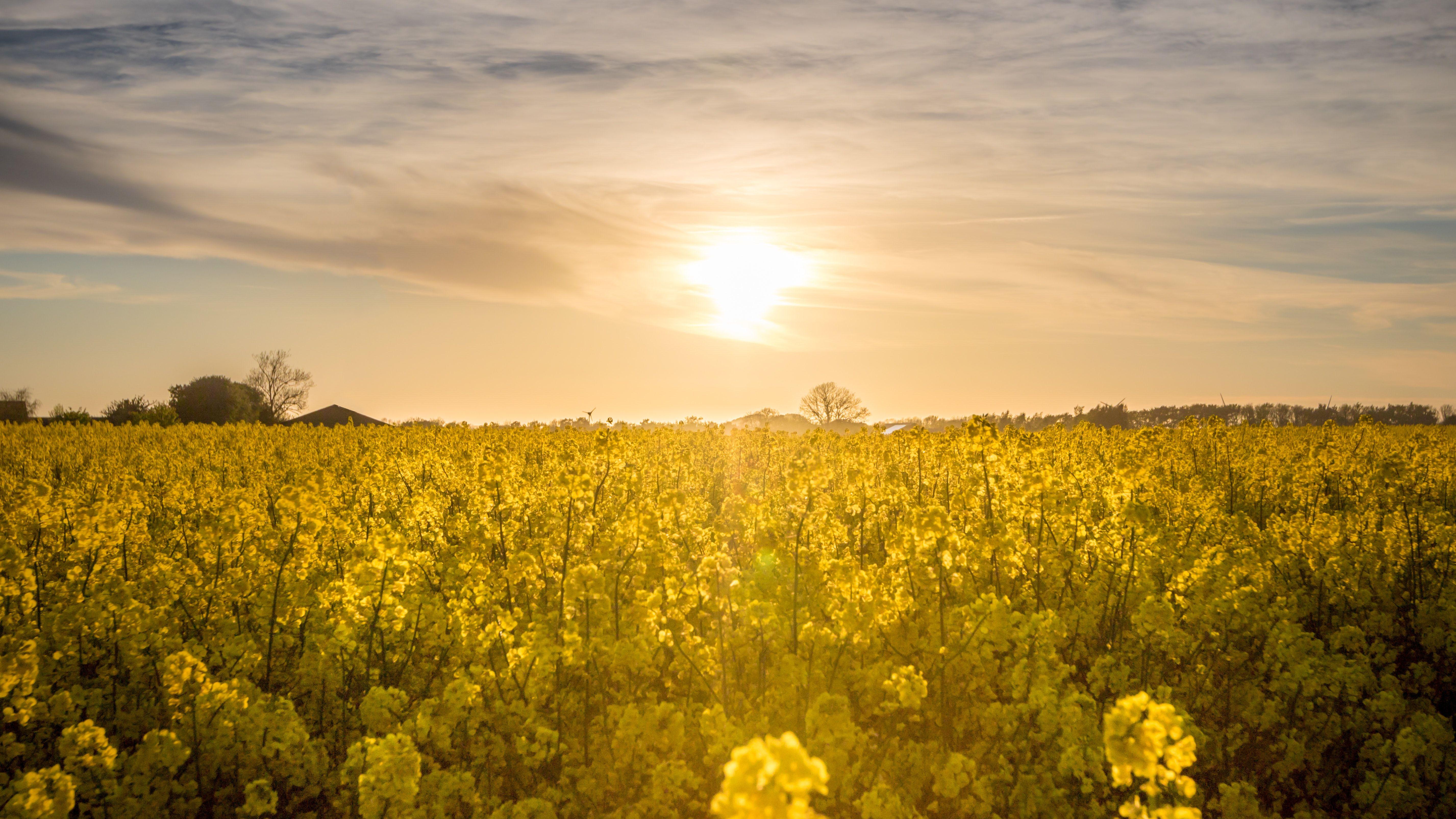Cloud Yellow Flower Logo - Yellow Flower Field during Yellow Sunset · Free Stock Photo
