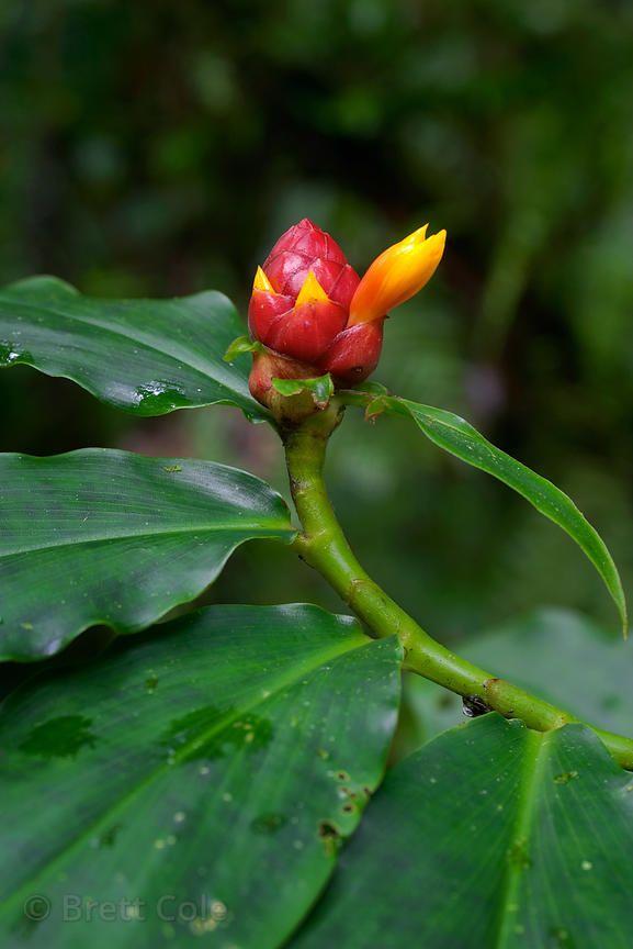 Cloud Yellow Flower Logo - Brett Cole Photography | (Costus sp.) plant wth red and yellow ...
