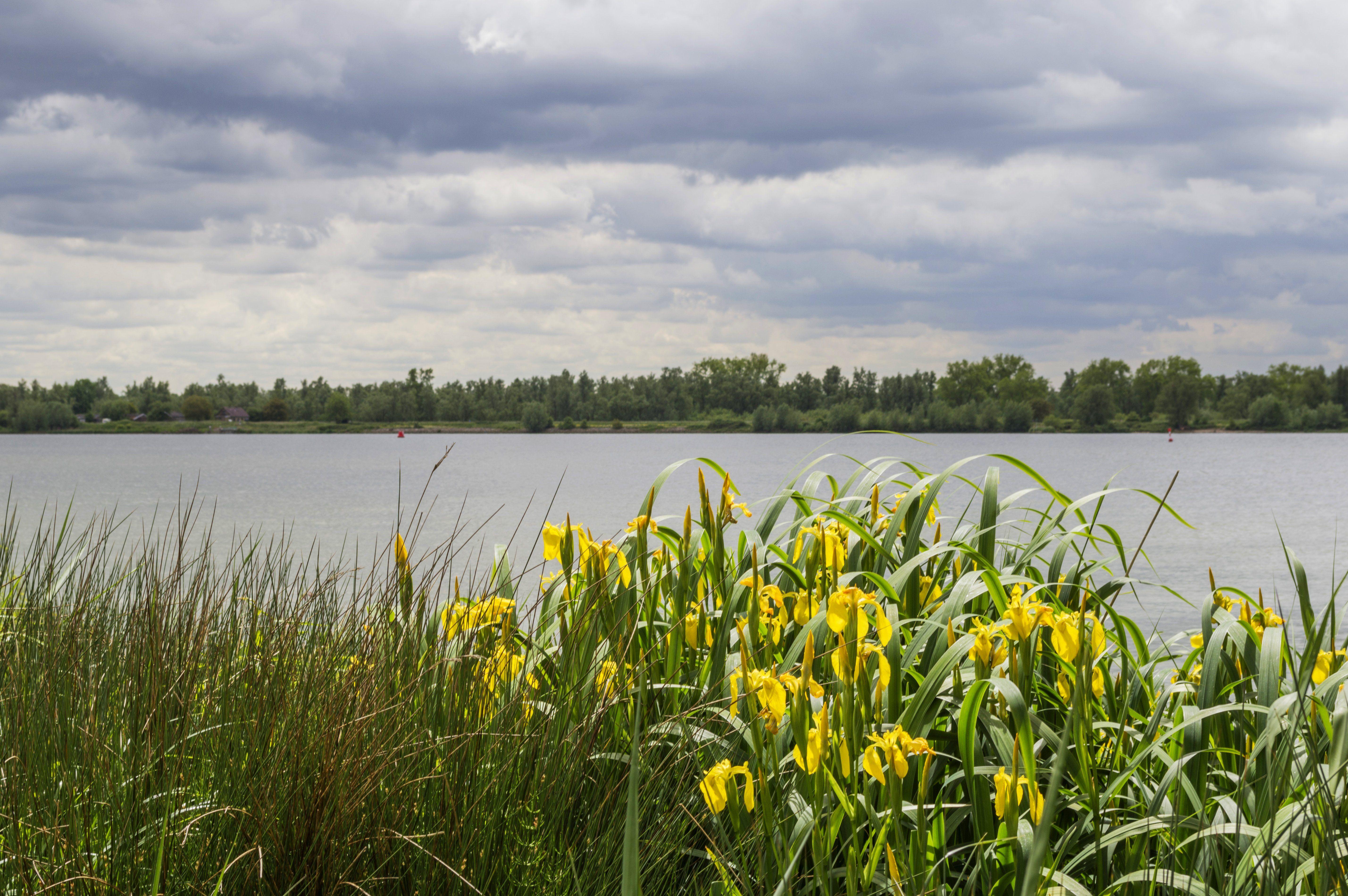 Cloud Yellow Flower Logo - Free picture: grass, landscape, summer, yellow flower, nature, field ...