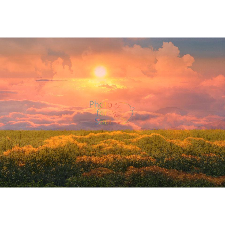Cloud Yellow Flower Logo - Clouds, sunset, Sun, forest, Redwood forest, a meadow with flowers ...