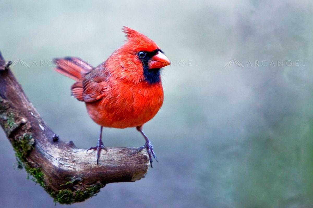 Standing Red Bird Logo - Arcangel | Creative stock photography | Licensed and Royalty free ...