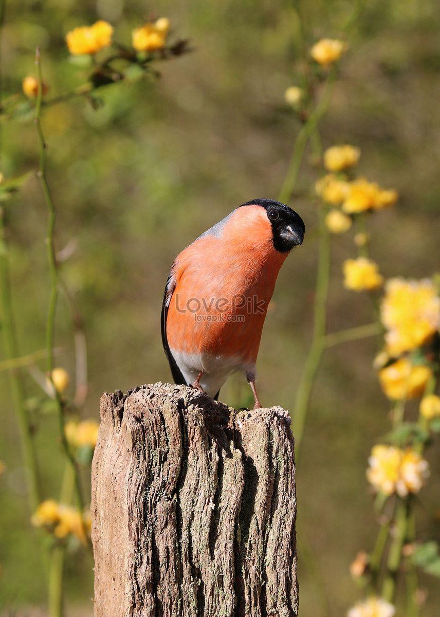 Standing Red Bird Logo - A red bird standing on the wood photo image_picture free download ...