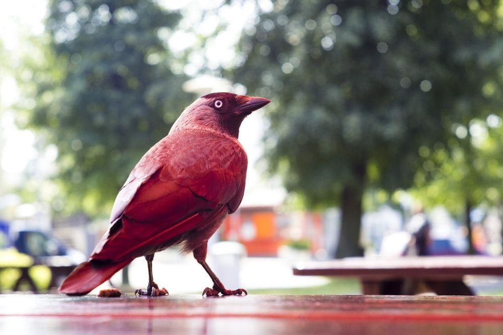 Standing Red Bird Logo - Red bird photo by Katia Zawadzka (@ukatame) on Unsplash