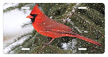Standing Red Bird Logo - Amazon.com: Lunarable Cardinal License Plate, Northern Cardinal Bird ...