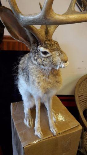 Evil Jackalope Logo - TAXIDERMY EVIL JACKALOPE ONE OF A KIND ODDITIES FREAKSHOW MUMMIFIED