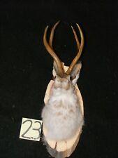 Evil Jackalope Logo - Jackalope Taxidermy