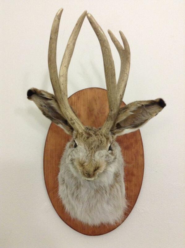 Evil Jackalope Logo - Jackalope Taxidermy