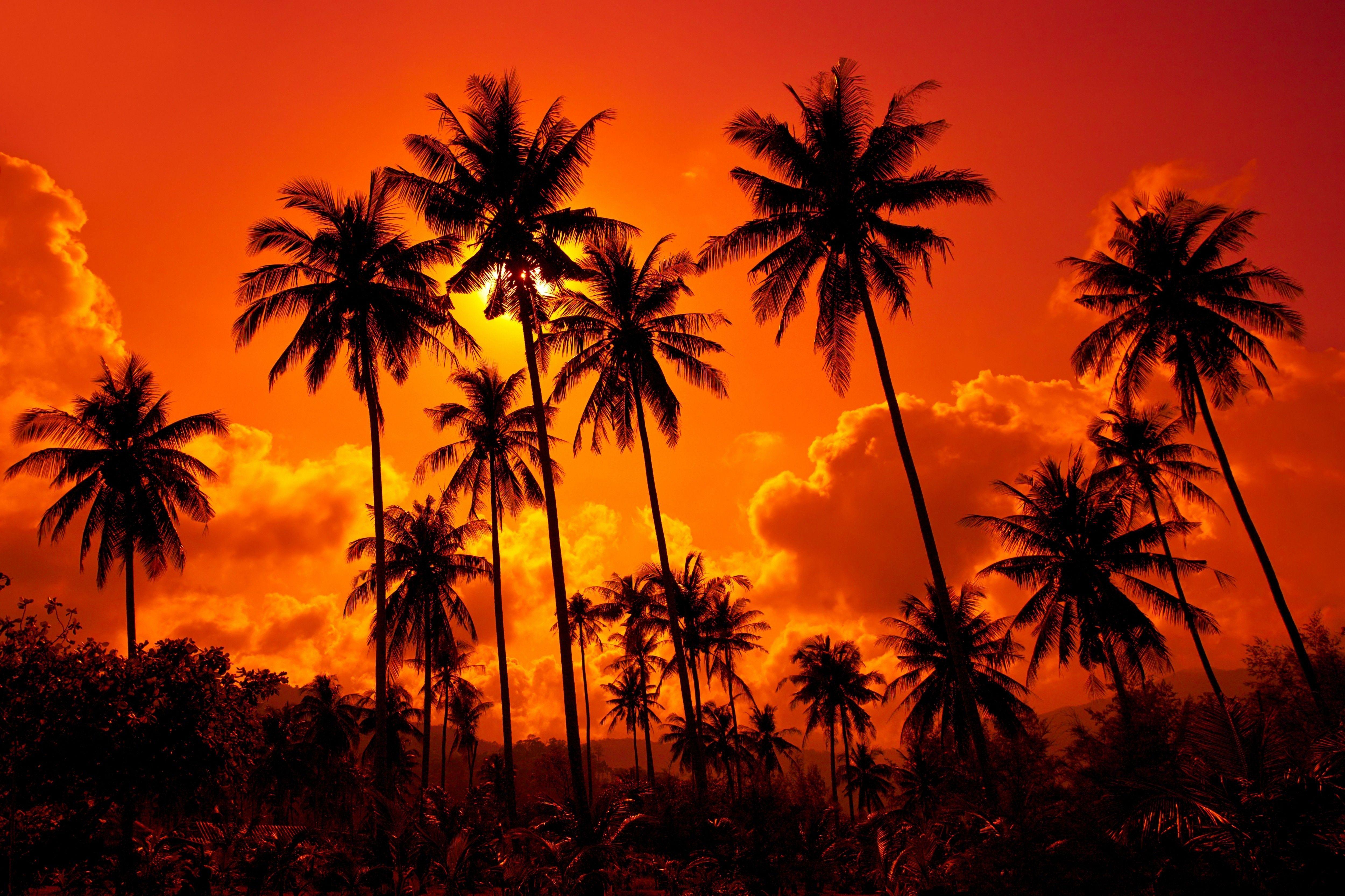 Orange Palm Tree Logo - Palm trees