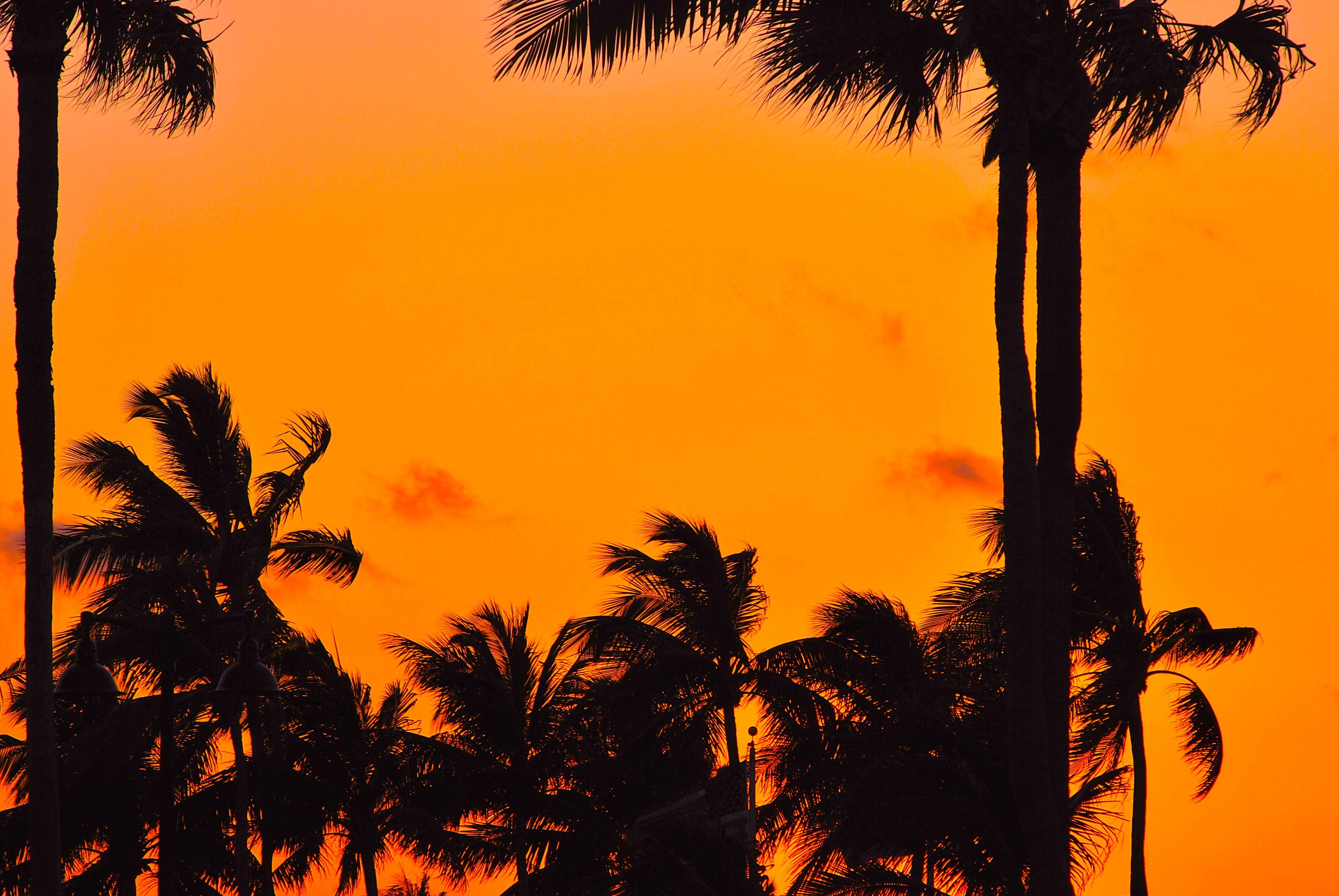 Orange Palm Tree Logo - Palm Trees at Sunset in Fort