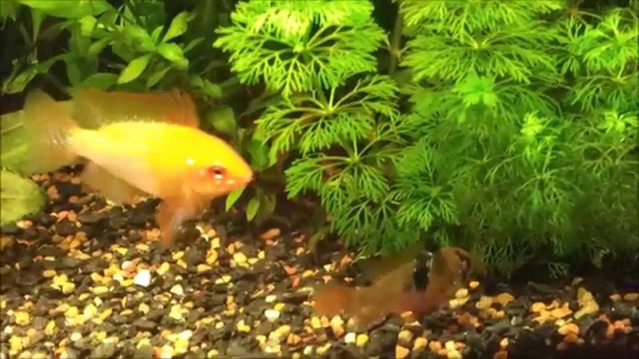 Green and Gold Ram Logo - Fish Courtship displays and Breeding Behaviour - Golden Ram Cichlid ...