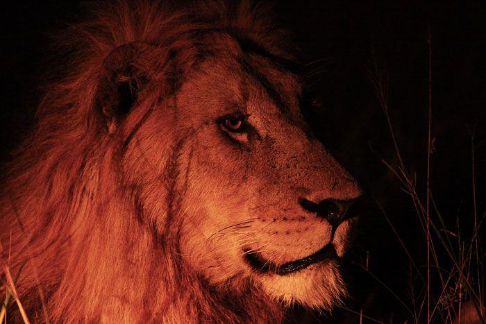 A Reddish Orange Lion Logo - Orange Lion. Londolozi Fine Art