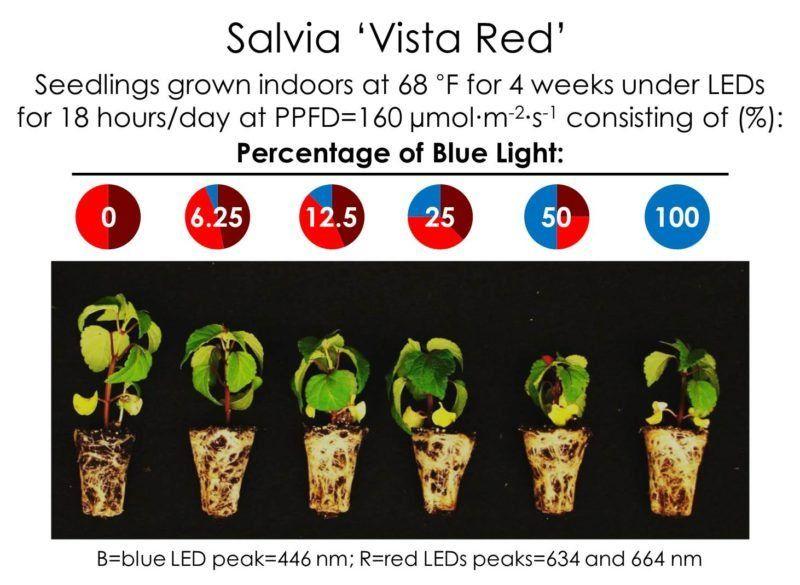 Red O Blue B Logo - Effects of Blue Light on Plants - Greenhouse Product News
