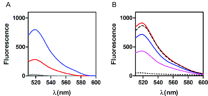 Red O Blue B Logo - Fluorescence Emission Spectra Of FAM P. (A) 10 NM (gray), 50 NM (red