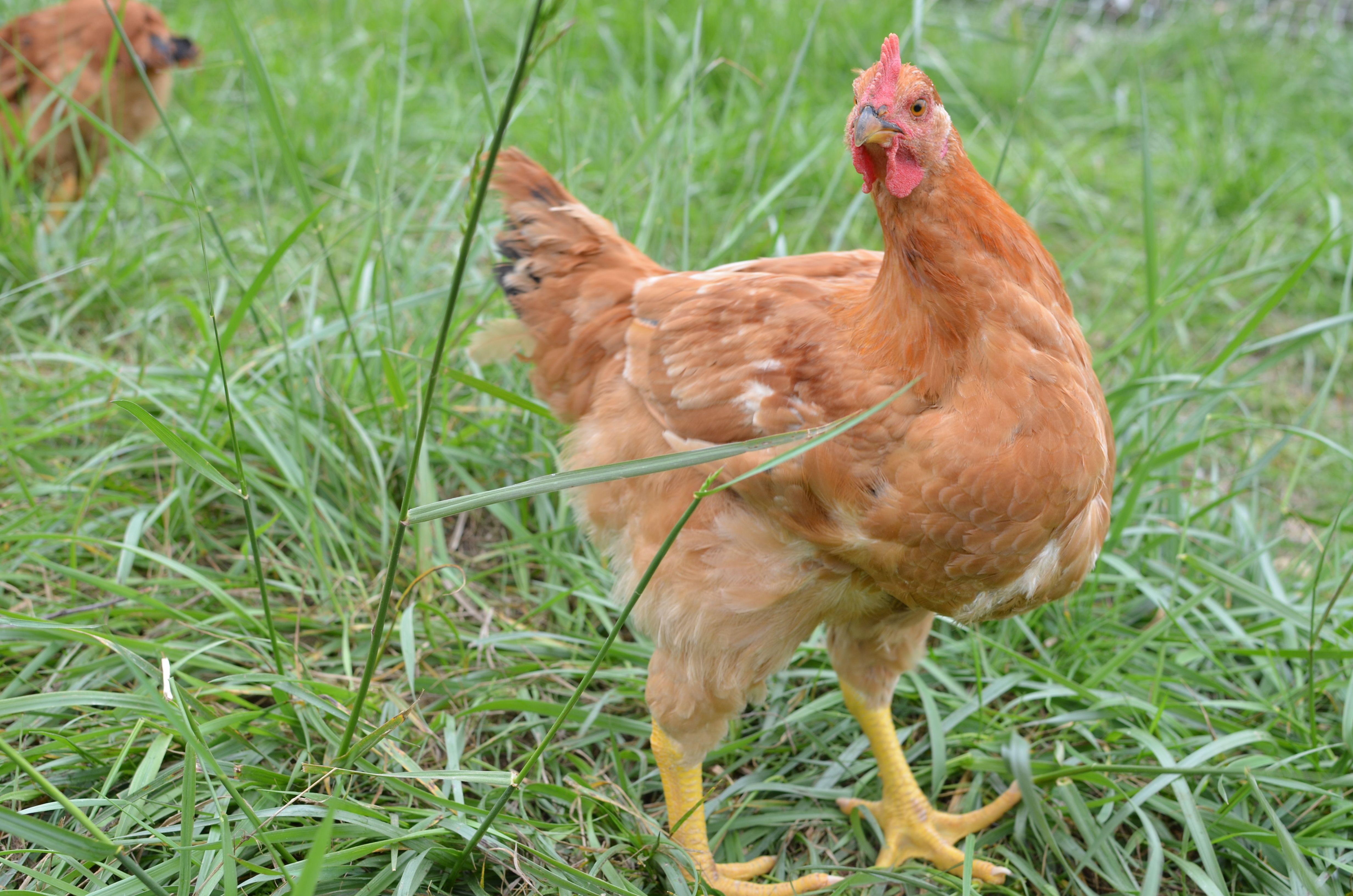 Red Bird Chicken Logo - Chicken Fight: Red Bird Acres Vs. Tyson - The Corvallis Advocate