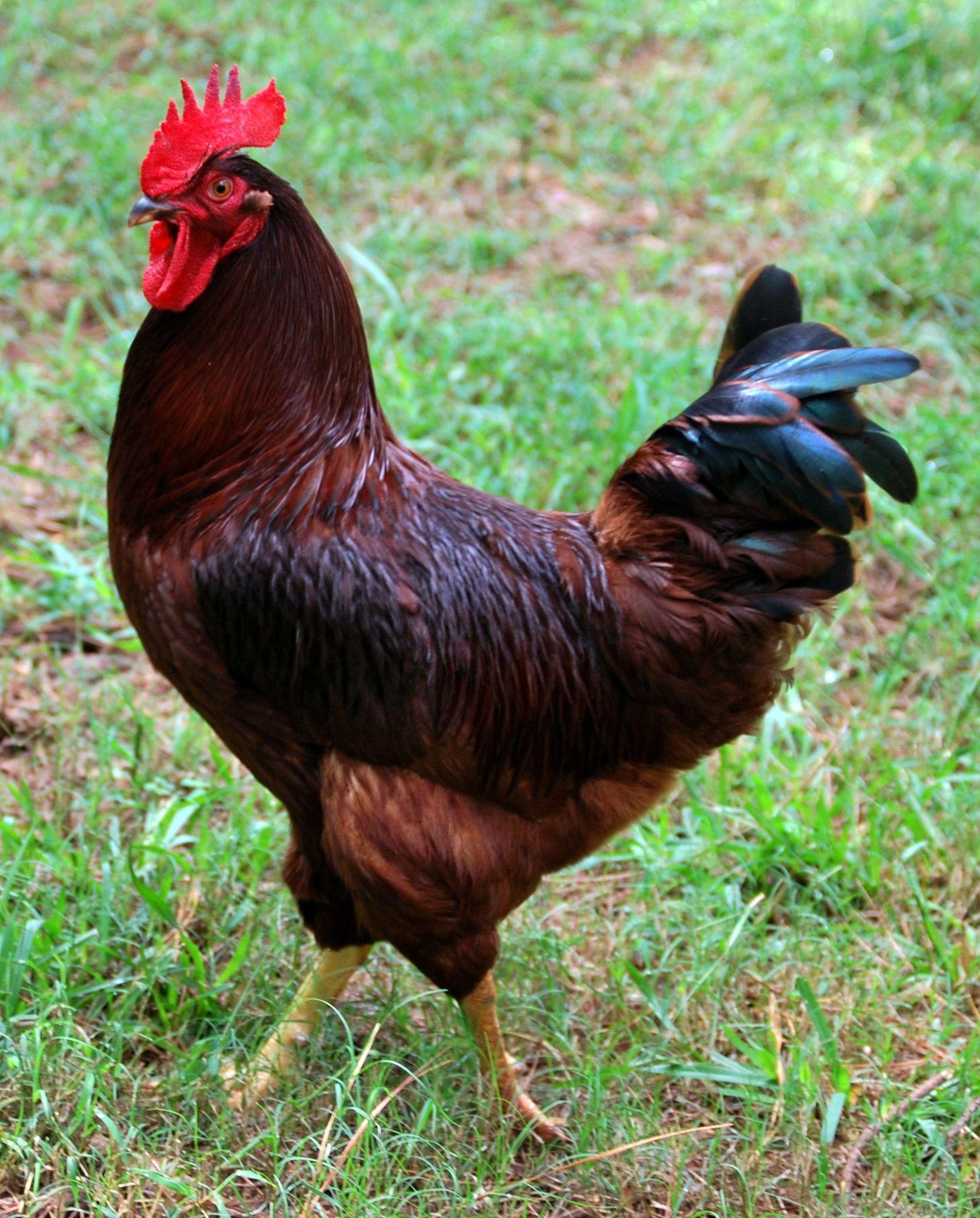 Red Bird Chicken Logo - Rhode Island Red