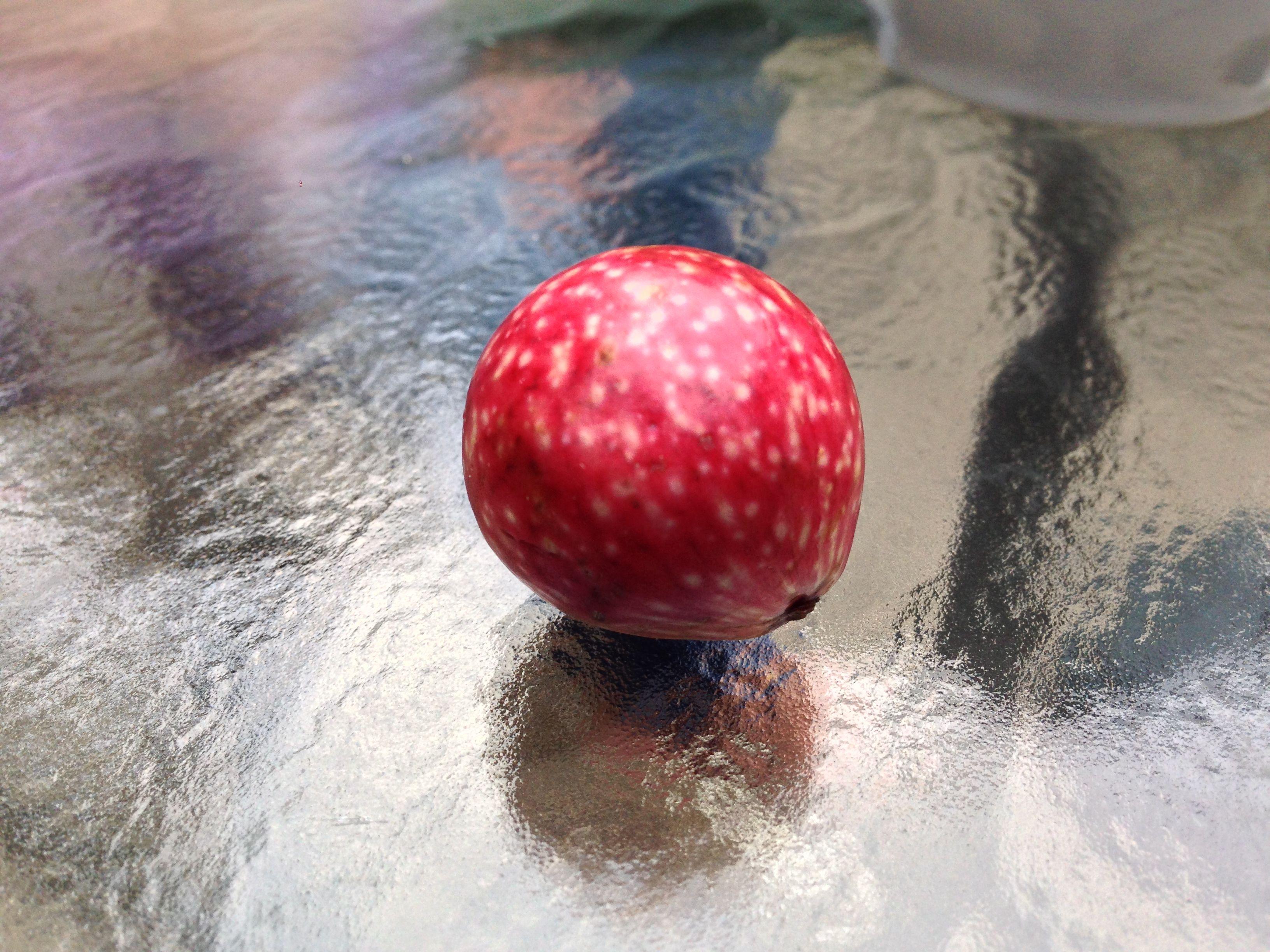 White Dot with Red Ball Logo - white-spotted red berry/nut/fruit? - Ask an Expert