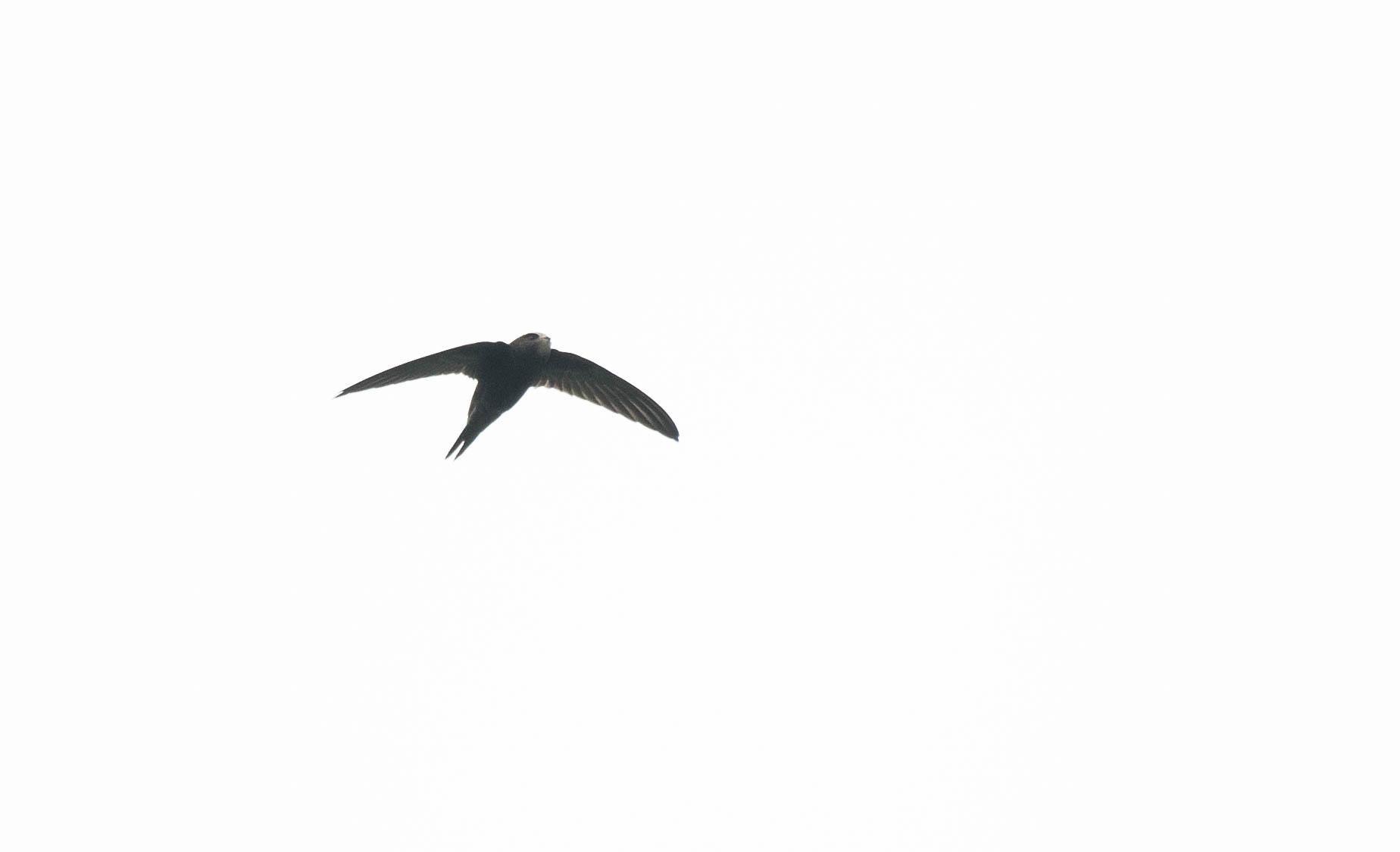 River Bird Logo - Common Swift (Apus apus) A bird in flight; Meurthe river