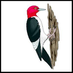 Red Head Bird Logo - wbc-logo – Williamsburg Bird Club