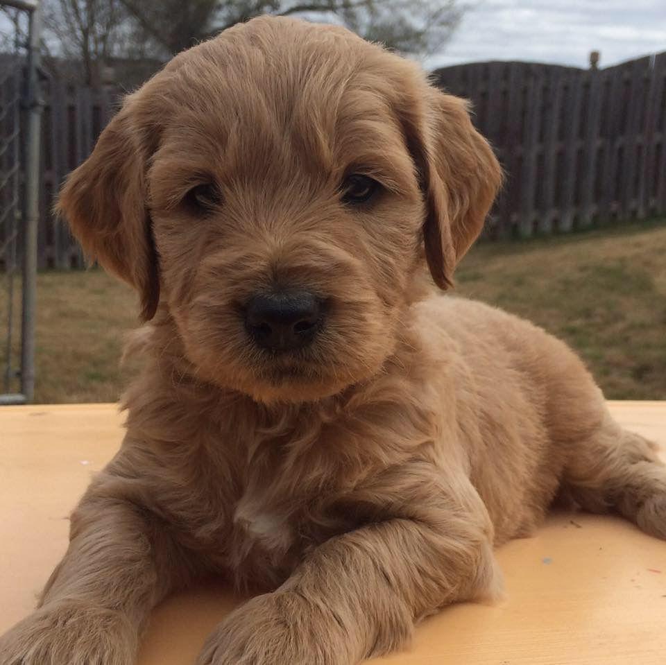 golden doodle breeder