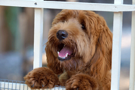 Goldendoodle Breeder Logo - Sierra Vista Labradoodles -- Breeders of Labradoodles and ...