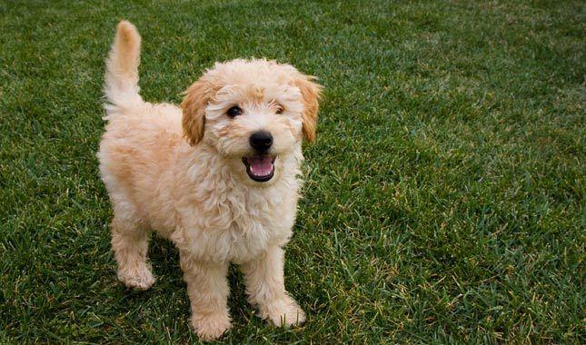 Goldendoodle Breeder Logo - Goldendoodle Breed Information