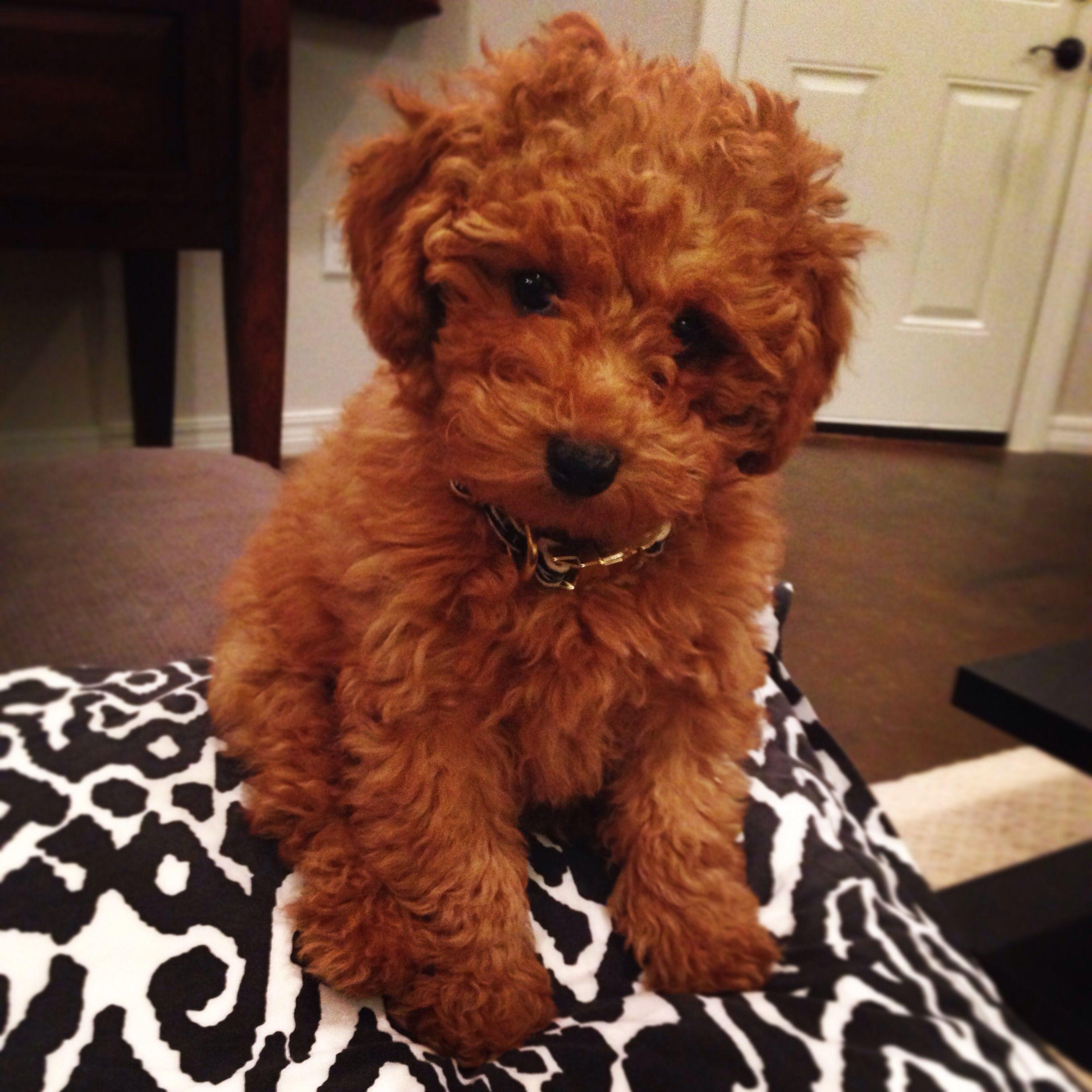 Goldendoodle Breeder Logo - Regis • Toy Goldendoodle. I'm in love | puppies | Goldendoodle, Toy ...