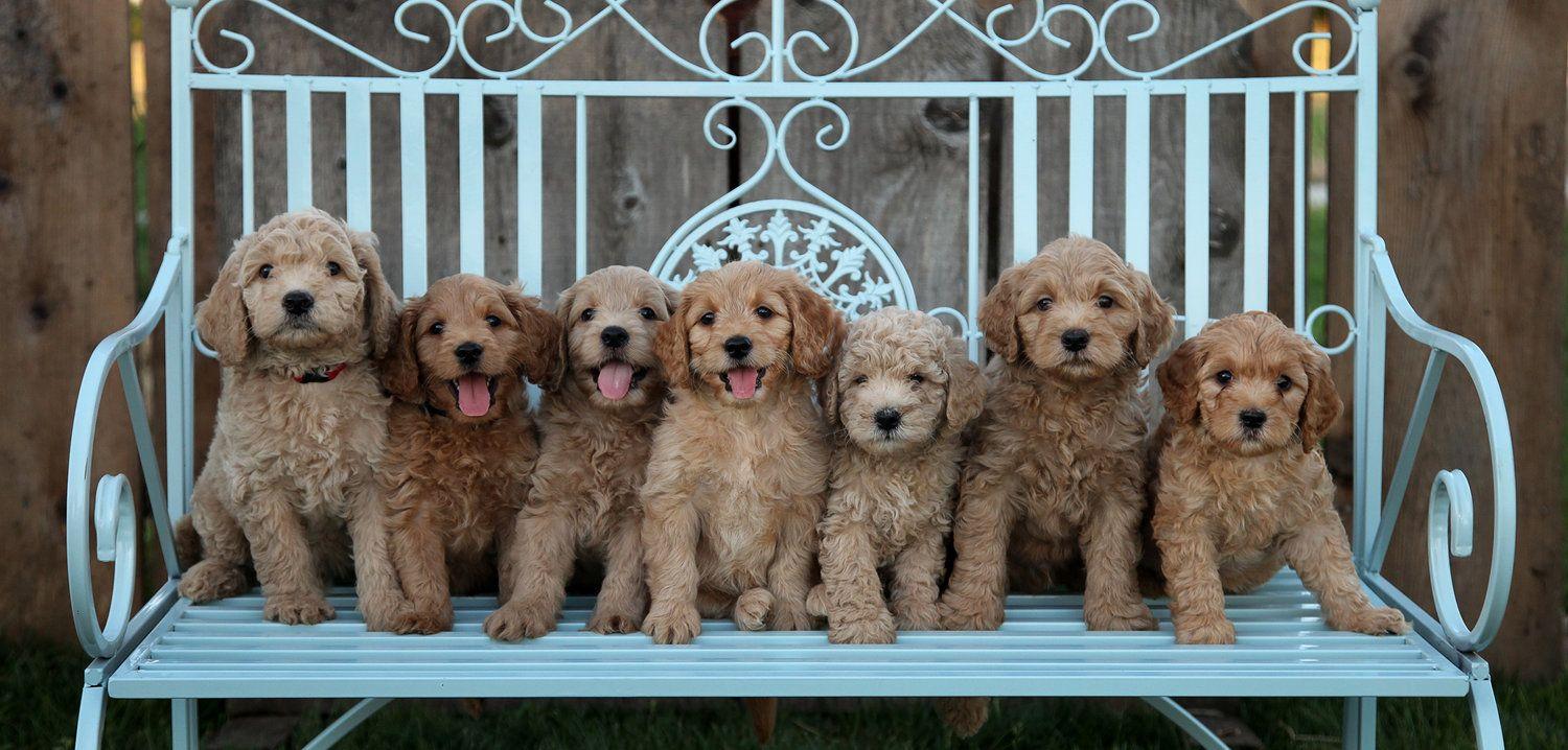 Goldendoodle Breeder Logo - Gail's Doodles- Bernedoodle, Labradoodle and Goldendoodle Puppies