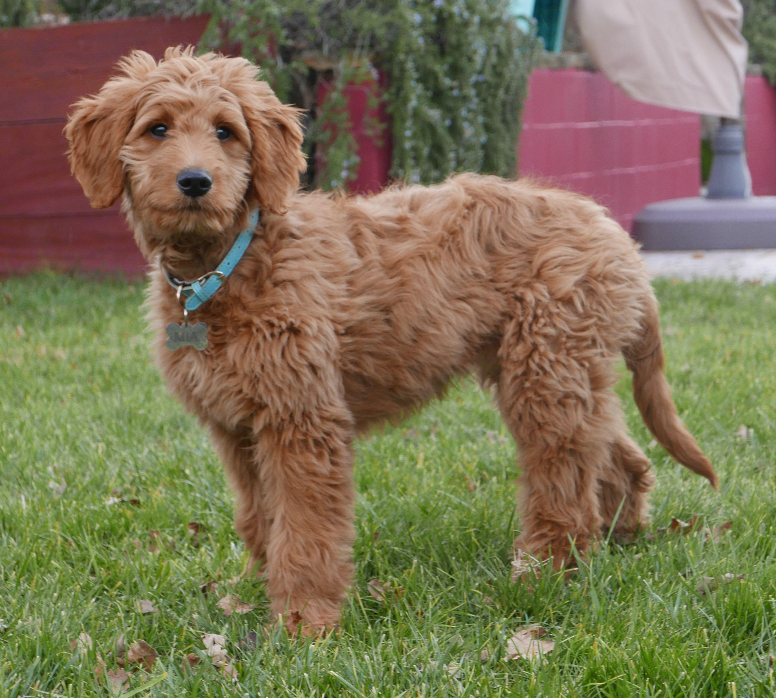 Goldendoodle Breeder Logo - Goldendoodle