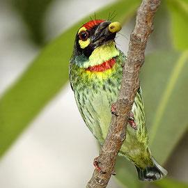 Red and Green and Red Bird with a Logo - Common Indian City Birds