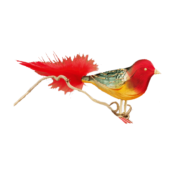 Red and Green and Red Bird with a Logo - Red, Green and Yellow Bird with Red Tail