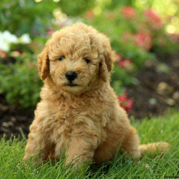 Goldendoodle Breeder Logo - Mini Goldendoodle Puppies for Sale | Greenfield Puppies