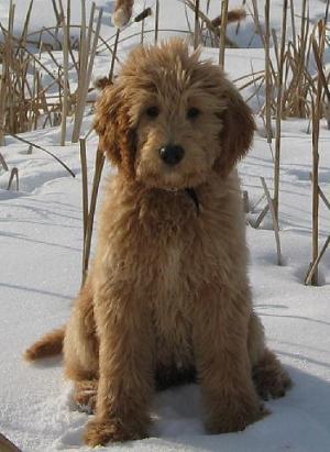 Goldendoodle Breeder Logo - Goldendoodle History, Personality, Appearance, Health and Pictures