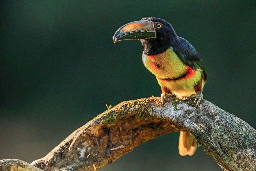 Red and Green and Red Bird with a Logo - Birds of Panama Free Guide to Bird Species Found in Panama