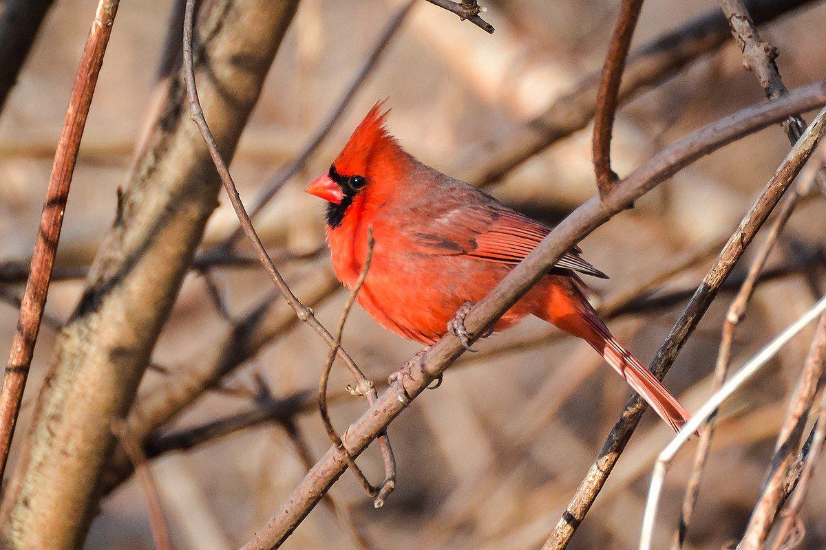 Red and Green and Red Bird with a Logo - Northern cardinal