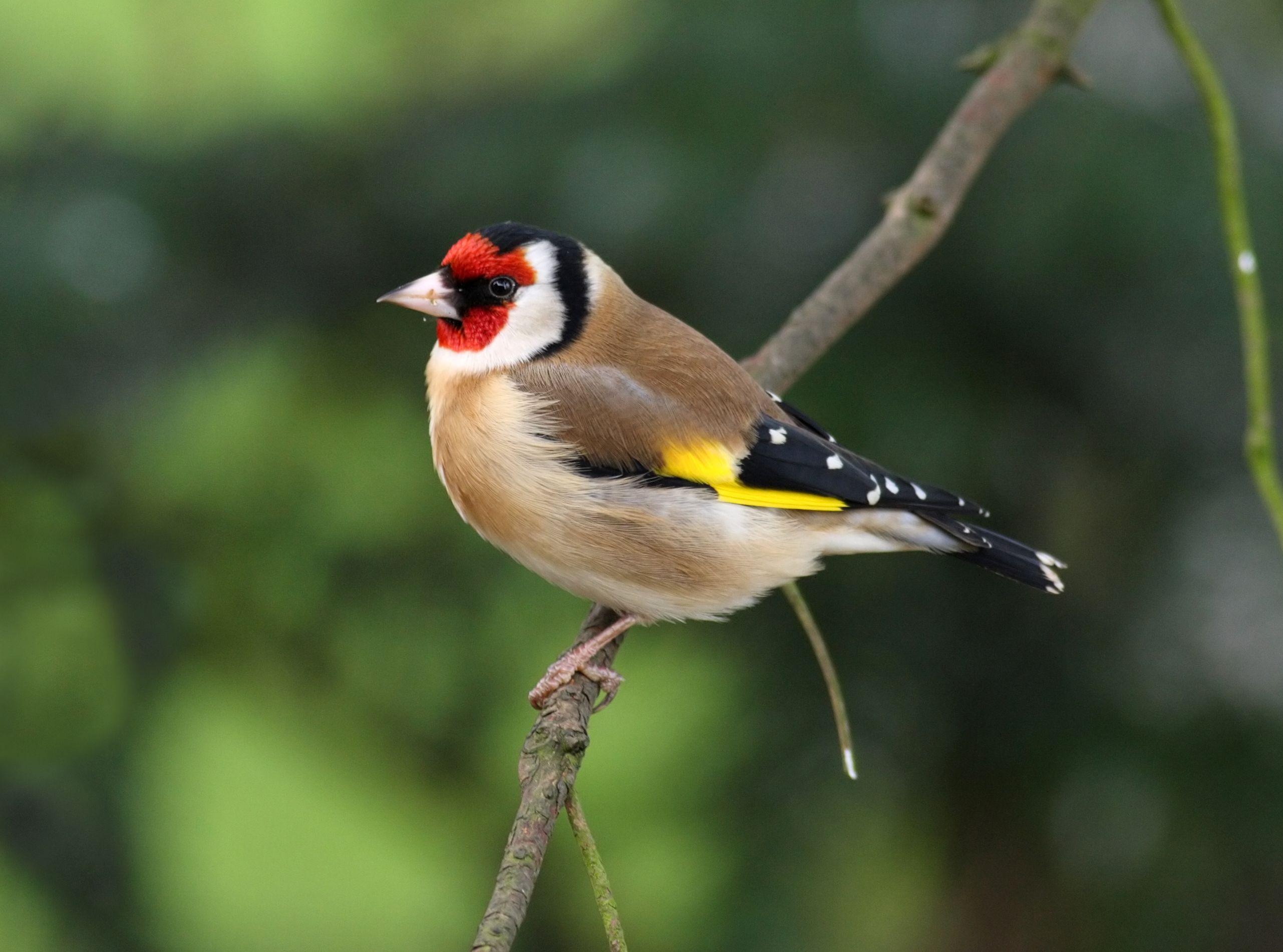 Red and Green and Red Bird with a Logo - 19 Common British Birds In Your Garden | Love The Garden