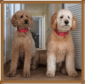 Goldendoodle Breeder Logo - Goldendoodle Association of North America Committed to the Future of ...