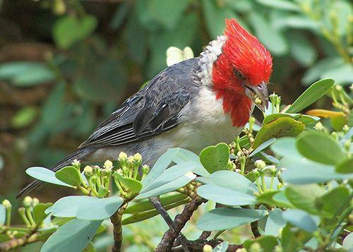 Red and Green and Red Bird with a Logo - Other Birds — Kilauea Point Natural History Association