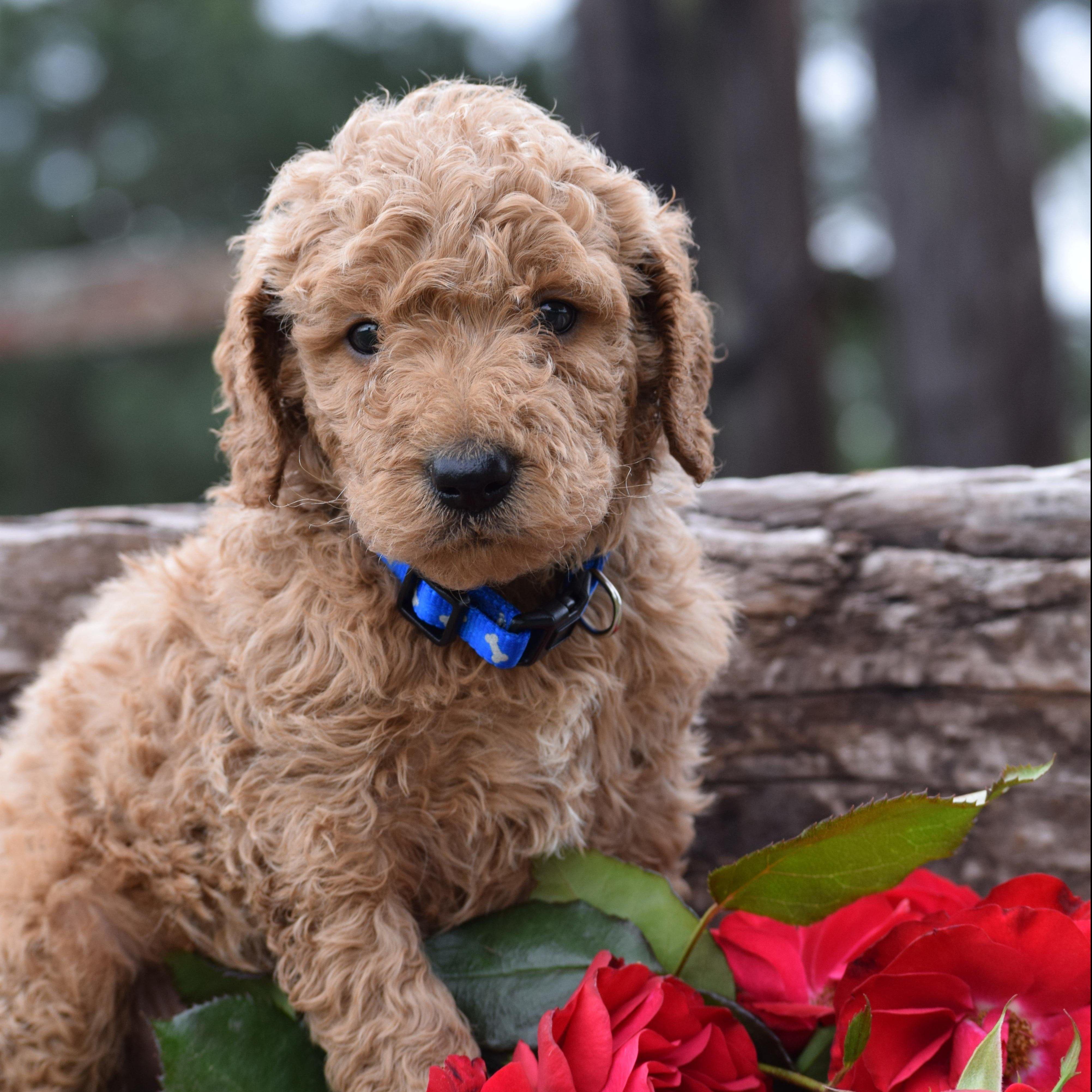 Goldendoodle Breeder Logo - Home - Hidden Acres Puppies