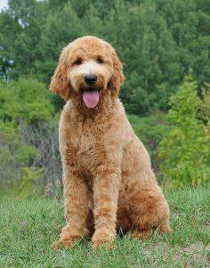 Goldendoodle Breeder Logo - About Goldendoodles - SwissRidge Kennels