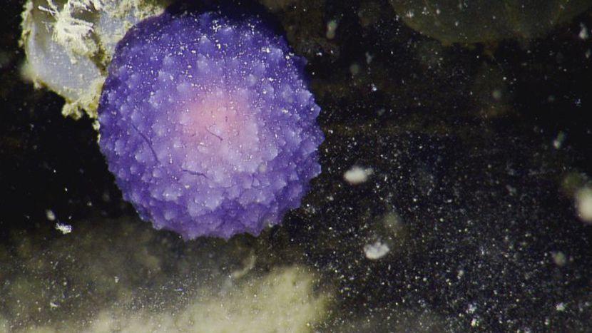 Blue Purple Sphere Logo - Explorers spot mysterious purple orb on ocean floor - CNET