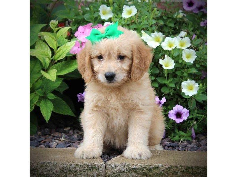 Goldendoodle Breeder Logo - Goldendoodle Puppies - Overland Park, Kansas City